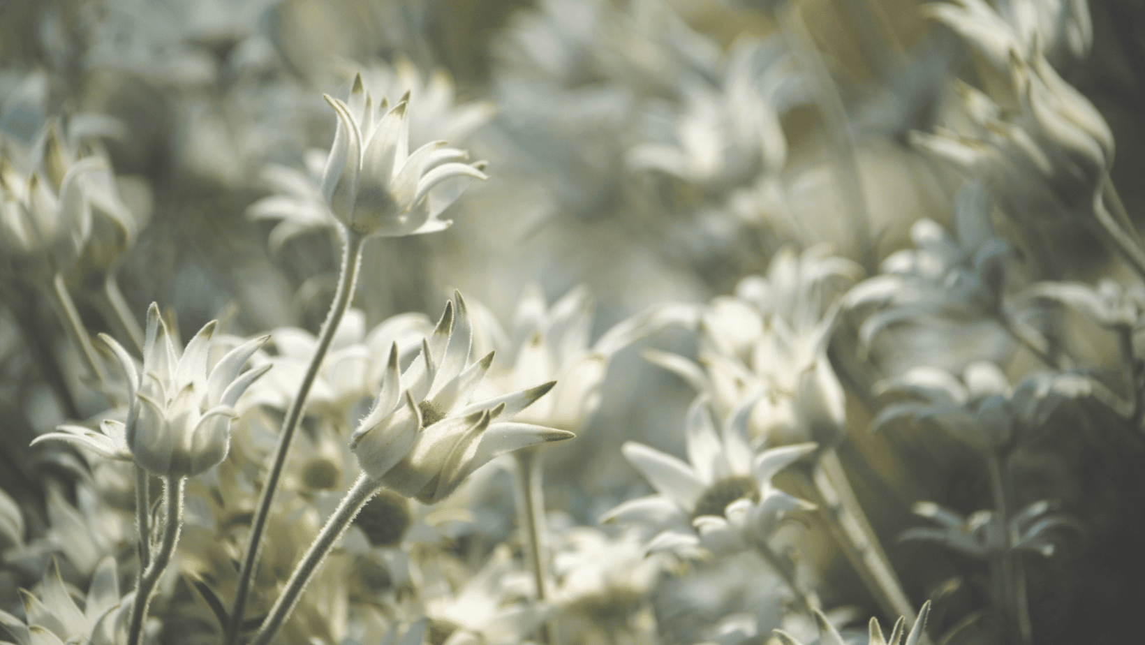 A national symbol for mental health awareness in Australia, representing resilience and self-care, perfect for dealing with trauma and loss.